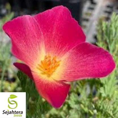 Carmine King California Poppy Seeds 250+ | Eschscholzia californica Flower
