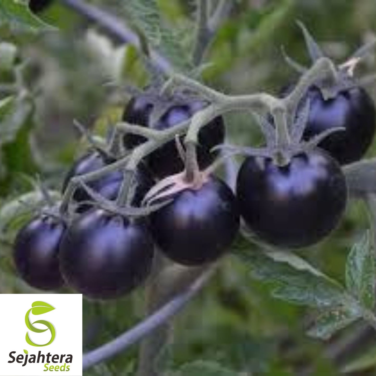 European Black Cherry Tomato Seeds - 30+ Heirloom, Sweet, Non-GMO & Rare
