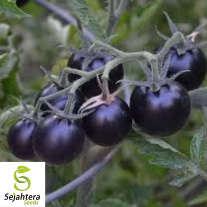 European Black Cherry Tomato Seeds - 30+ Heirloom, Sweet, Non-GMO & Rare
