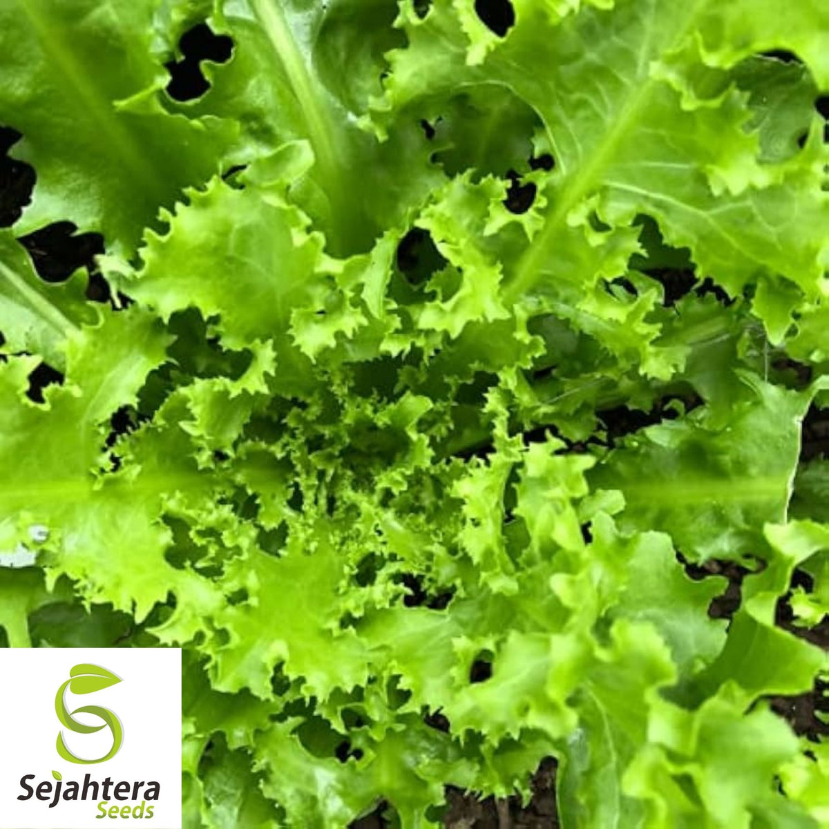 Green Curled Ruffec Endive Seeds 500+ | NON-GMO Vegetable Garden USA