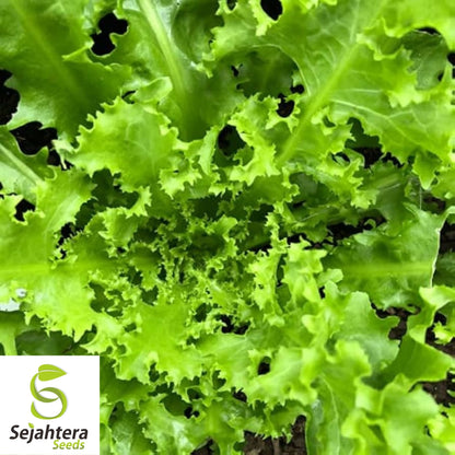 Green Curled Ruffec Endive Seeds 500+ | NON-GMO Vegetable Garden USA