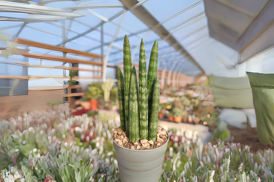 Sansevieria Cylindrica Indoor Plant in 4-Inch Pot - Low Maintenance Braided Snake Plant - Air Purifying Houseplant