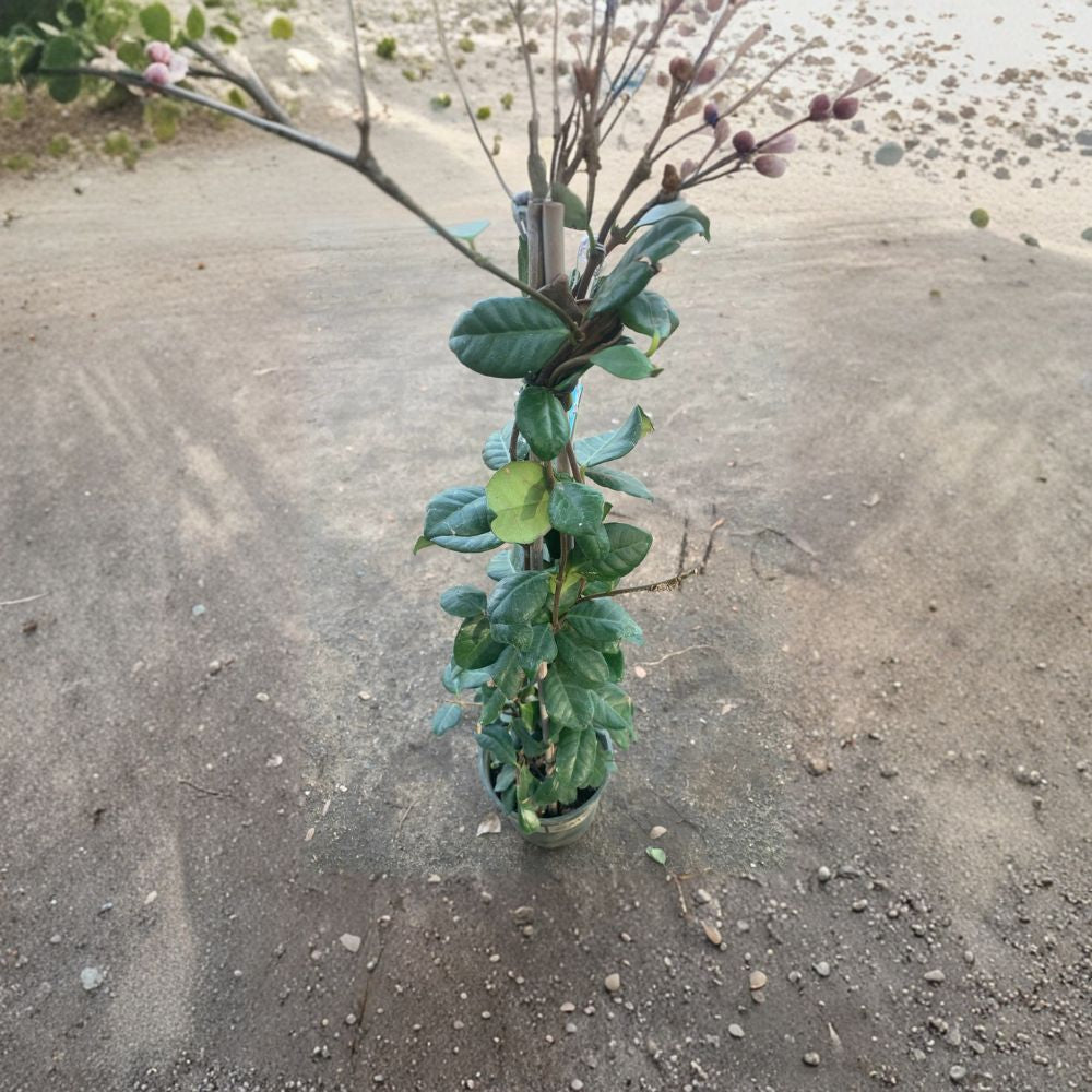 Star Jasmine ‘Madison’ – Trachelospermum jasminoides Live Plant | 2 Feet Tall | Includes 1 Gallon Nursery Pot  Fragrant Climbing Vine | Creamy White Flowers | Evergreen Foliage