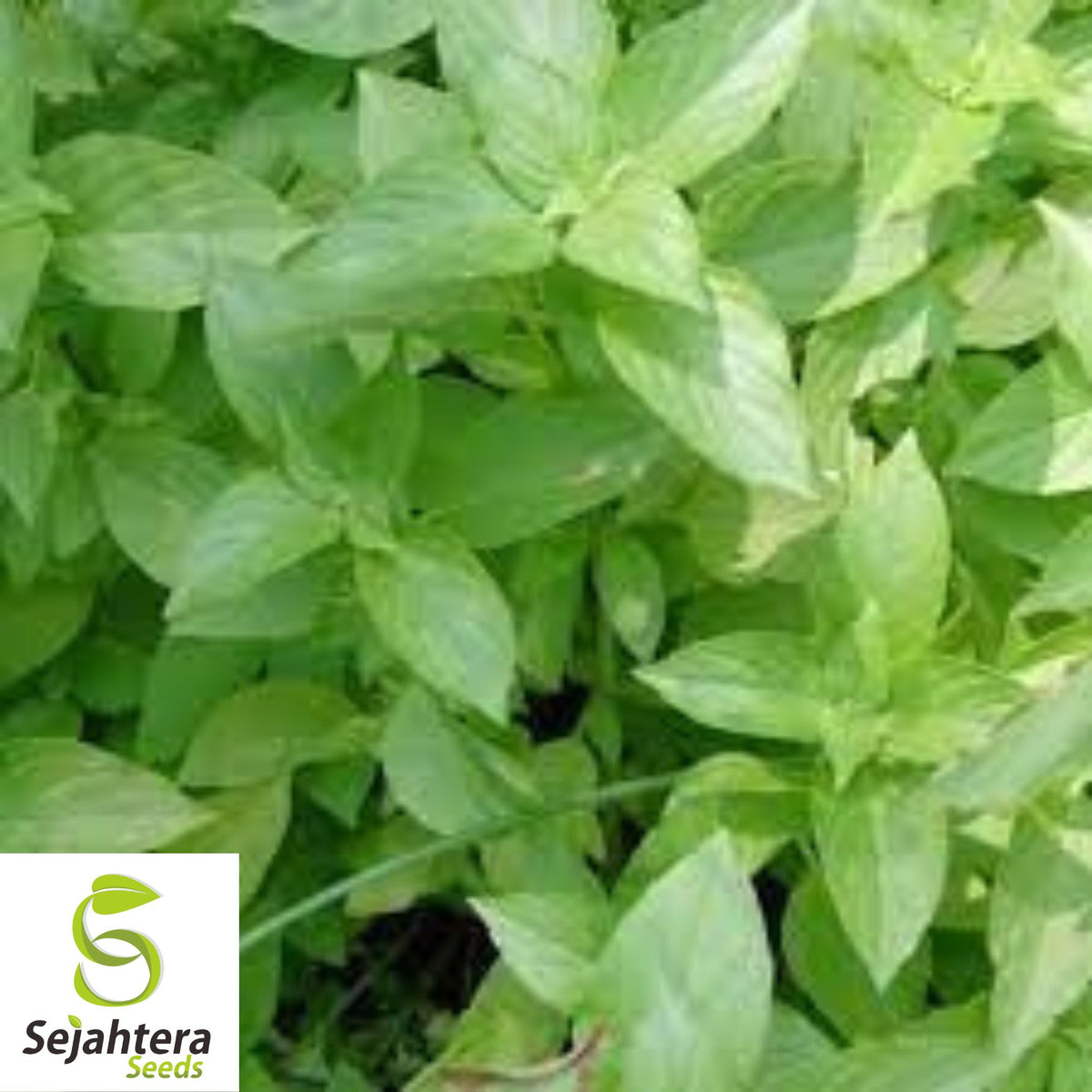 Lemon Basil Seeds - 500+ Organic Heirloom Herb - Non-GMO - Citrusy & Fragrant