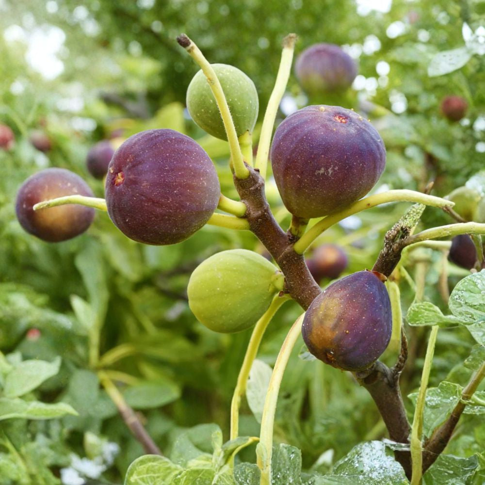 Fig ‘Brown Turkey’ Live Fruit Plant | 1–2 Feet Tall | Shipped in 6 Inch Pot  Large Sweet Figs | Coastal Friendly Variety | Reliable Producer