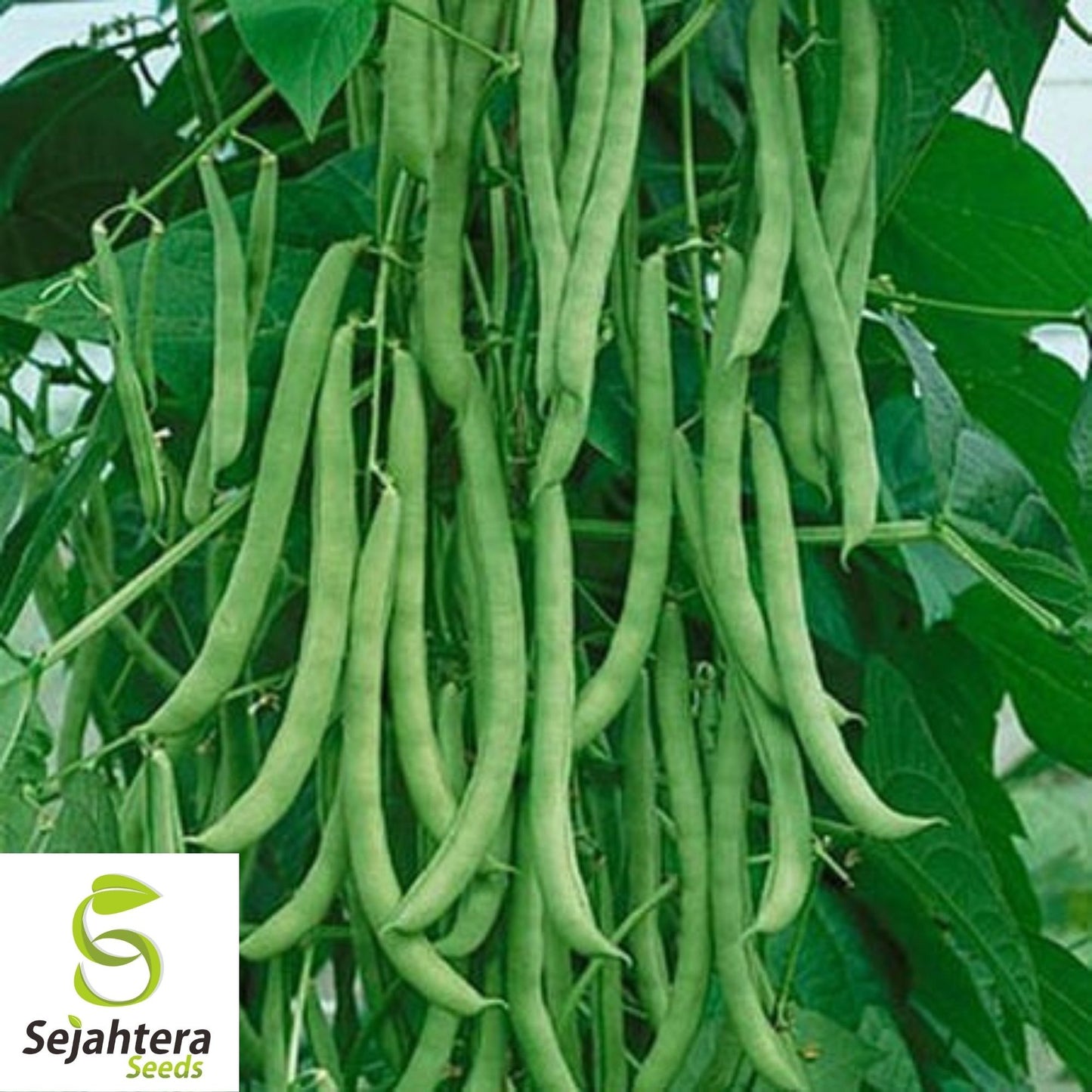 Kentucky Wonder Pole Bean Seeds 50 Ct | Heirloom Vegetable NON-GMO USA