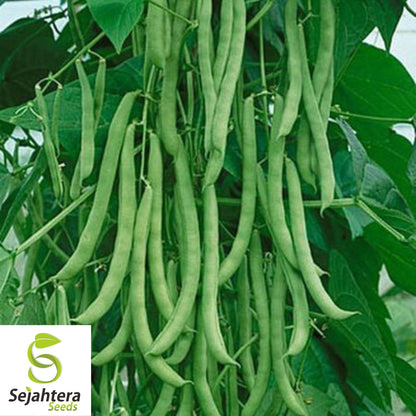 Kentucky Wonder Pole Bean Seeds 50 Ct | Heirloom Vegetable NON-GMO USA