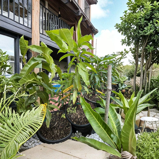 Rare Grafted Mango & Avocado Trees – 3 Gallon Live Grafted Tree | 2–4 Feet Tall | Over 100 Premium Varieties  Zill’s High Performance | Pine Island Nursery | Exotic & Collector Varieties