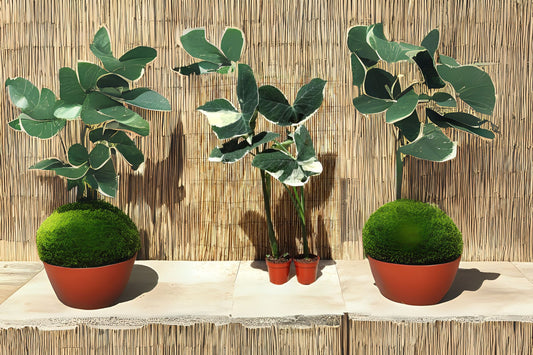 Alocasia Xanthosoma 'Mickey Mouse' Variegata 6" Pot - Unique Variegated Plant for Indoor Decor - Houseplant Enthusiast's Choice