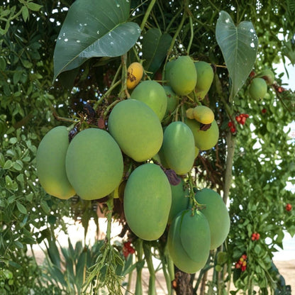 Chandigarh Mango Tree – Mangifera indica Grafted Dwarf Tree | 3-Gallon Pot | Rare Variety  Limited Availability | Compact Growth | Collector’s Mango
