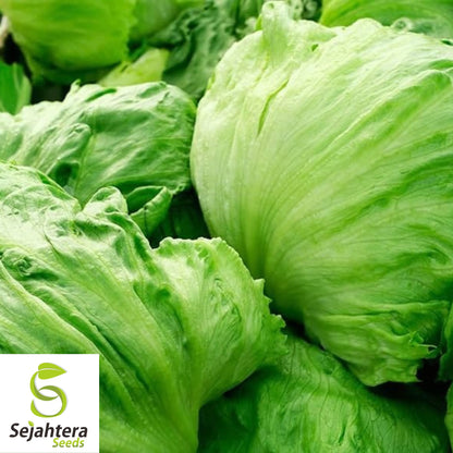 Iceberg Lettuce Seeds 600+ | Crisphead Heirloom NON-GMO Vegetable Garden USA