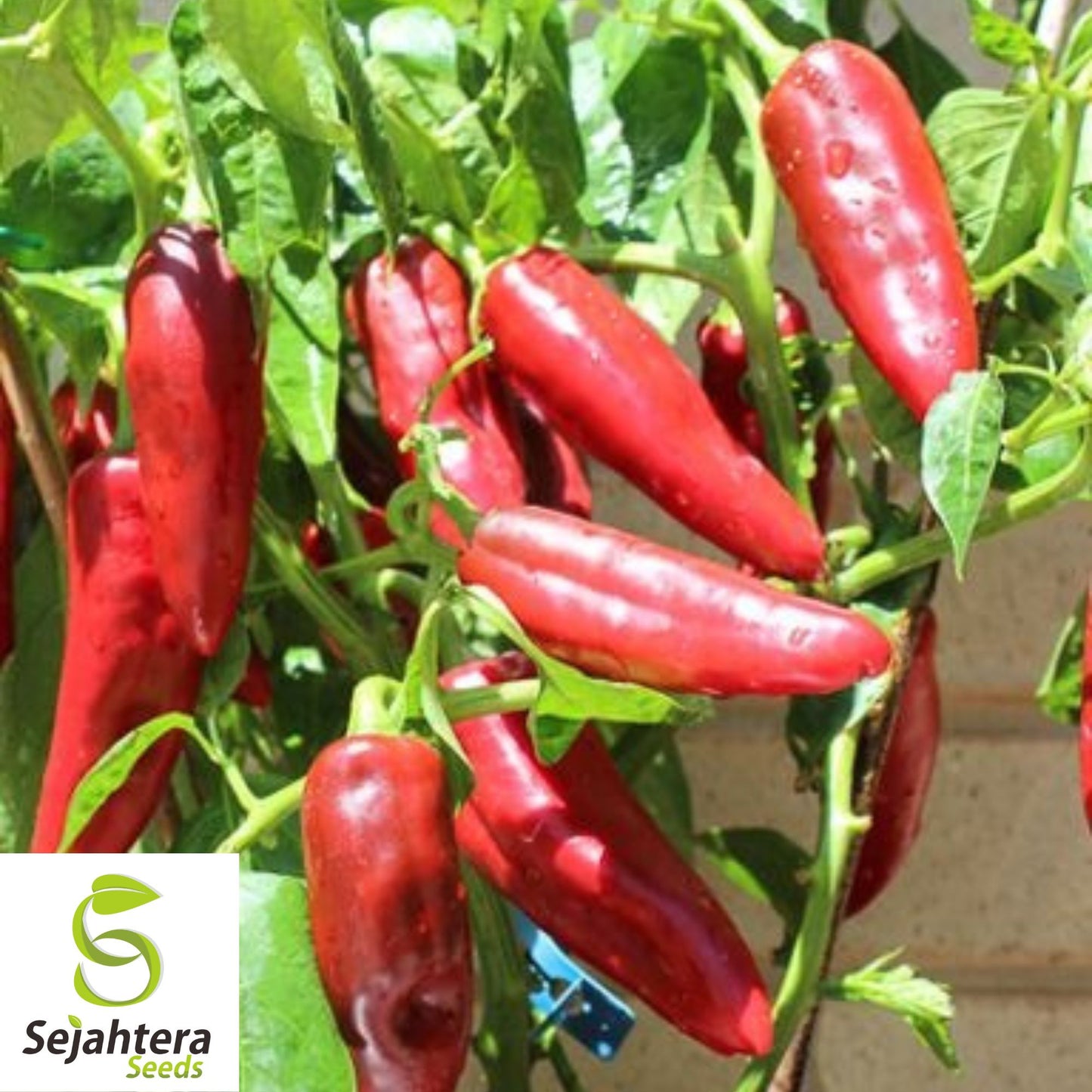 25 NuMex Joe E. Parker Pepper Seeds - Non-GMO, Mild & Versatile Variety