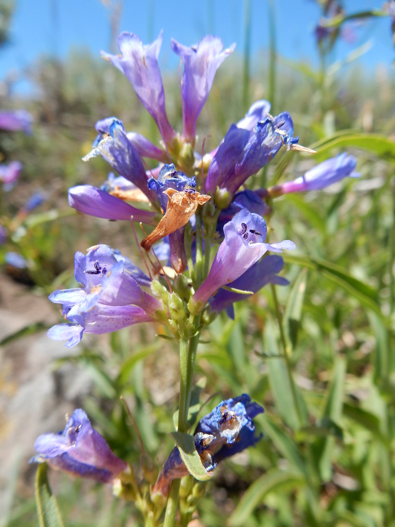 Penstemon rydbergii 100mg Seeds For Planting