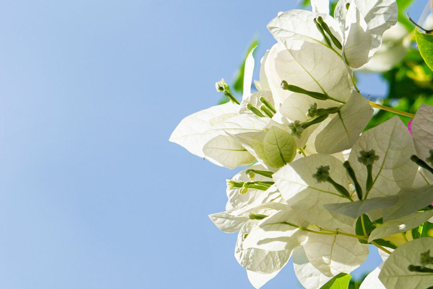Vera White Bougainvillea | Small Well-Rooted Starter Plant