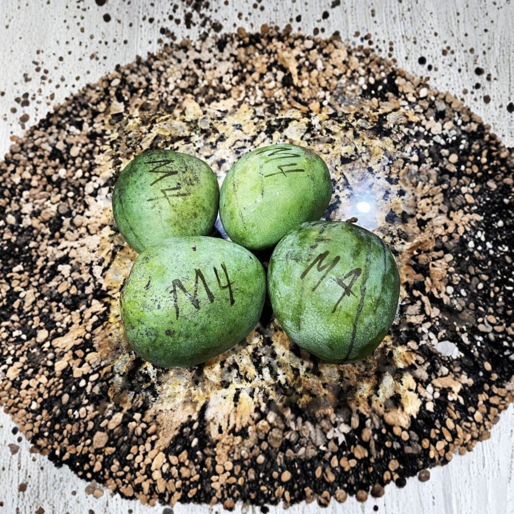 Rare Grafted Mango & Avocado Trees – 3 Gallon Live Grafted Tree | 2–4 Feet Tall | Over 100 Premium Varieties  Zill’s High Performance | Pine Island Nursery | Exotic & Collector Varieties