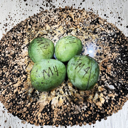 Rare Grafted Mango & Avocado Trees – 3 Gallon Live Grafted Tree | 2–4 Feet Tall | Over 100 Premium Varieties  Zill’s High Performance | Pine Island Nursery | Exotic & Collector Varieties