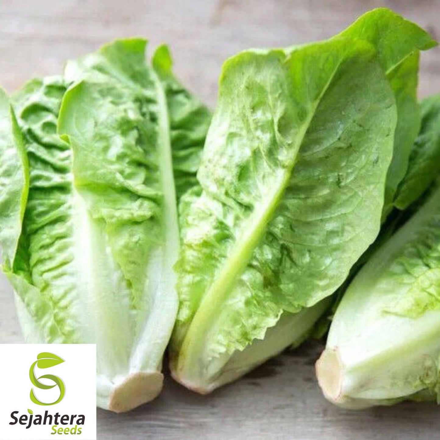 Iceberg Lettuce Seeds 600+ | Crisphead Heirloom NON-GMO Vegetable Garden USA