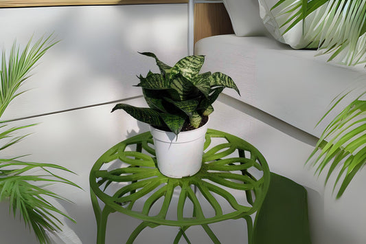 Compact Bird’s Nest Snake Plant | 4-Inch Pot | Sansevieria Hahnii | Low-Light Air-Purifying Houseplant | Easy Care