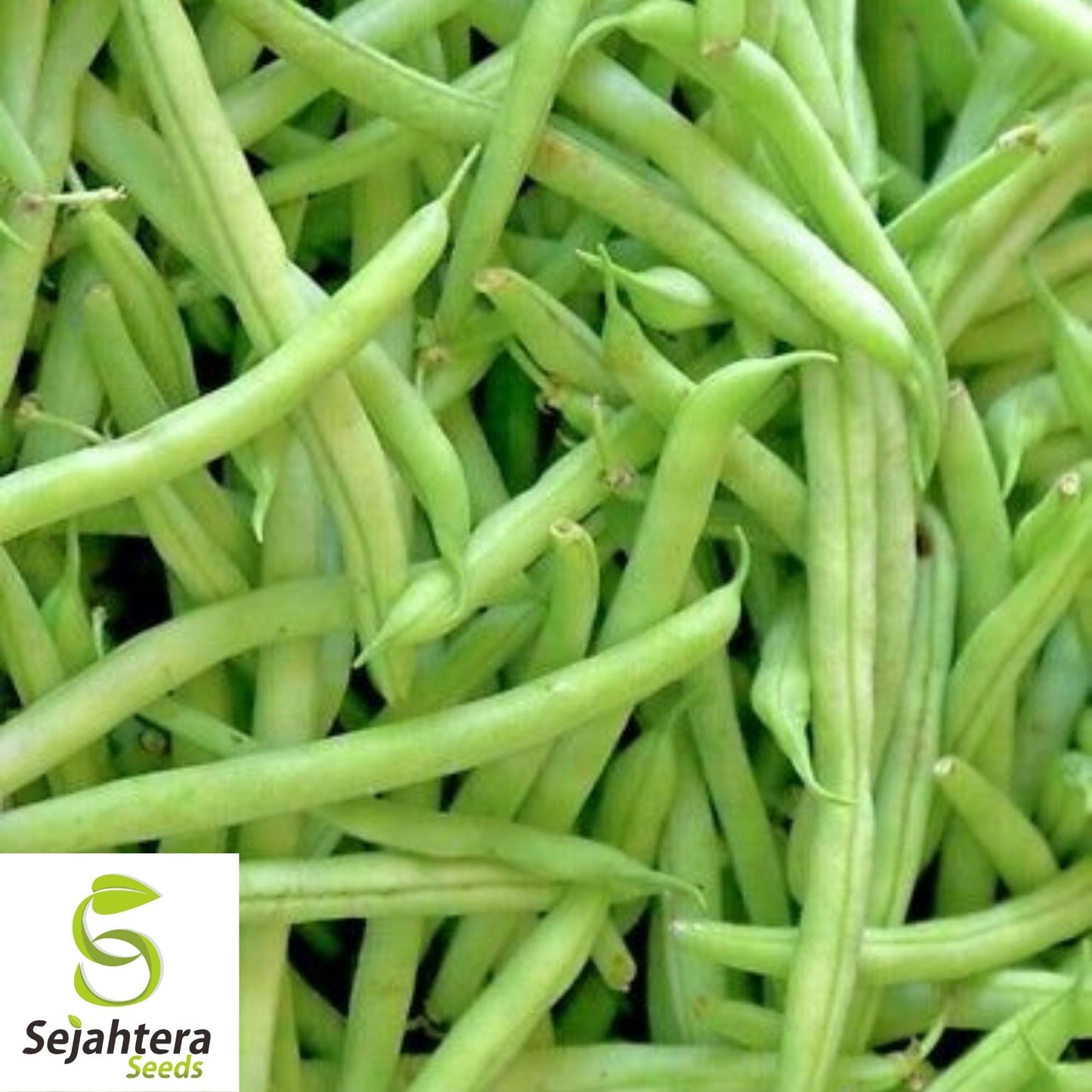 Kentucky Wonder Pole Bean Seeds 50 Ct | Heirloom Vegetable NON-GMO USA