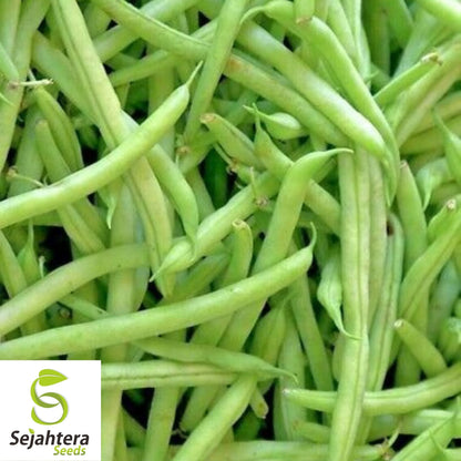 Kentucky Wonder Pole Bean Seeds 50 Ct | Heirloom Vegetable NON-GMO USA