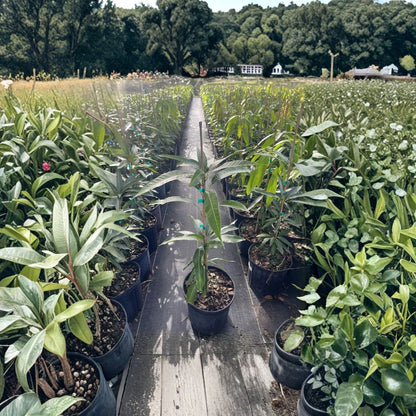 Grafted Mango Tree – Mangifera indica Carrie or Tommy Variety | 2–3 Ft Tall | 3-Gallon Pot  Sweet Tropical Fruit | Florida Grown | Ready for Your Garden