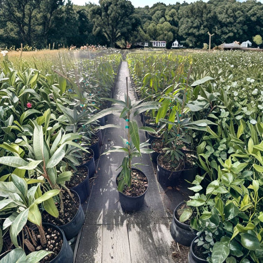Grafted Mango Tree – Mangifera indica Carrie or Tommy Variety | 2–3 Ft Tall | 3-Gallon Pot  Sweet Tropical Fruit | Florida Grown | Ready for Your Garden