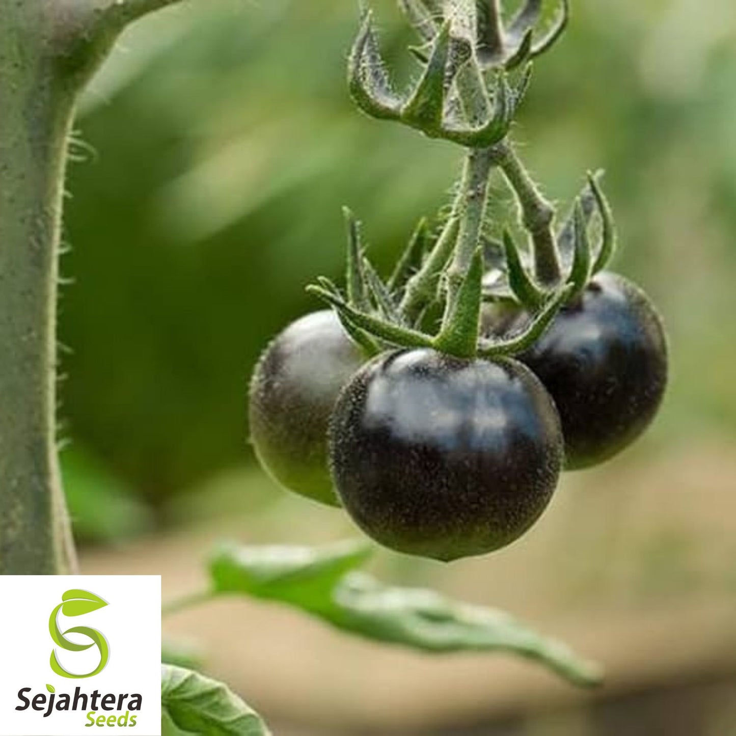 European Black Cherry Tomato Seeds - 30+ Heirloom, Sweet, Non-GMO & Rare