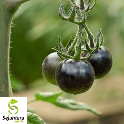 European Black Cherry Tomato Seeds - 30+ Heirloom, Sweet, Non-GMO & Rare