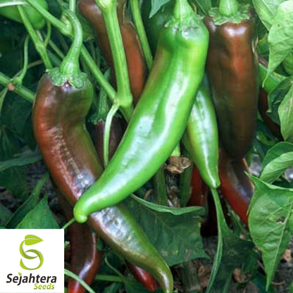 25 NuMex Joe E. Parker Pepper Seeds - Non-GMO, Mild & Versatile Variety