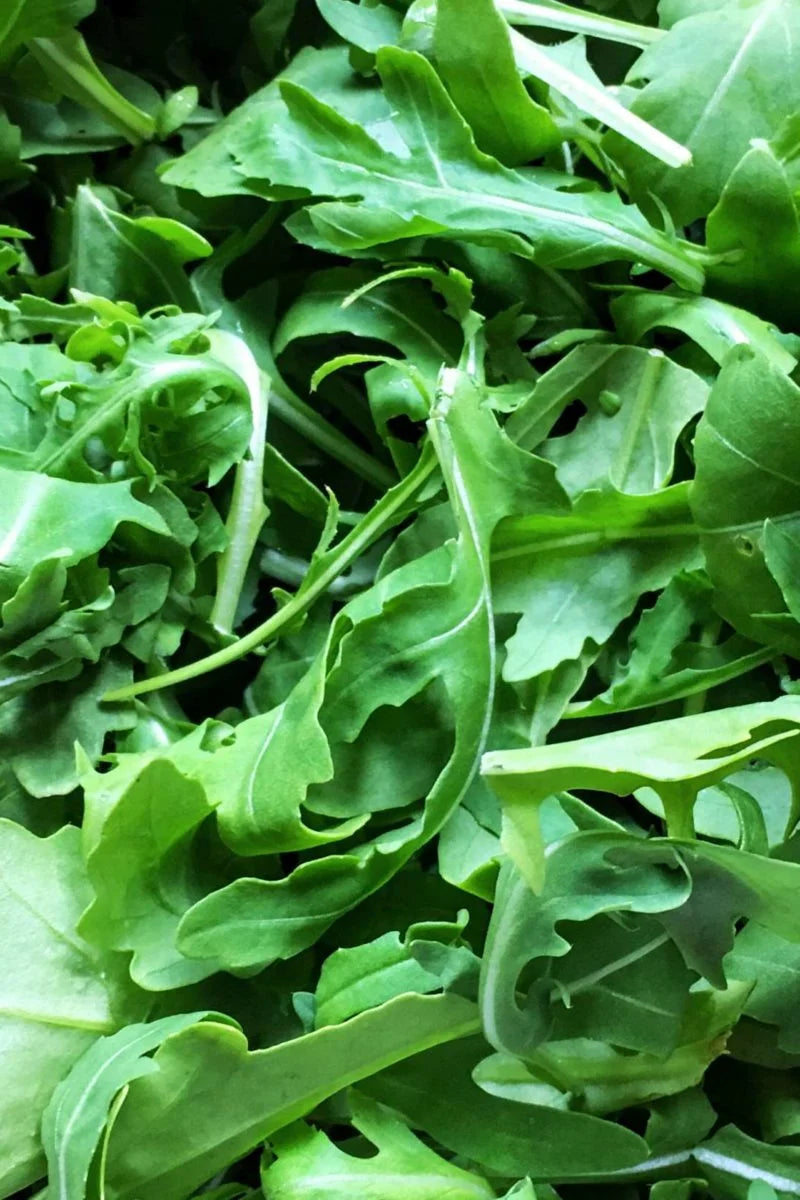 Arugula Eruca sativa 700 Seeds For Planting