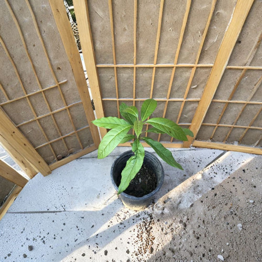 Avocado Tree Seedling – Persea americana Live Plant | Approximately 15 Inches Tall | No Pot (Bare Root Wrapped)  Tropical Fruit Starter | Lightweight Shipping | Ready to Plant