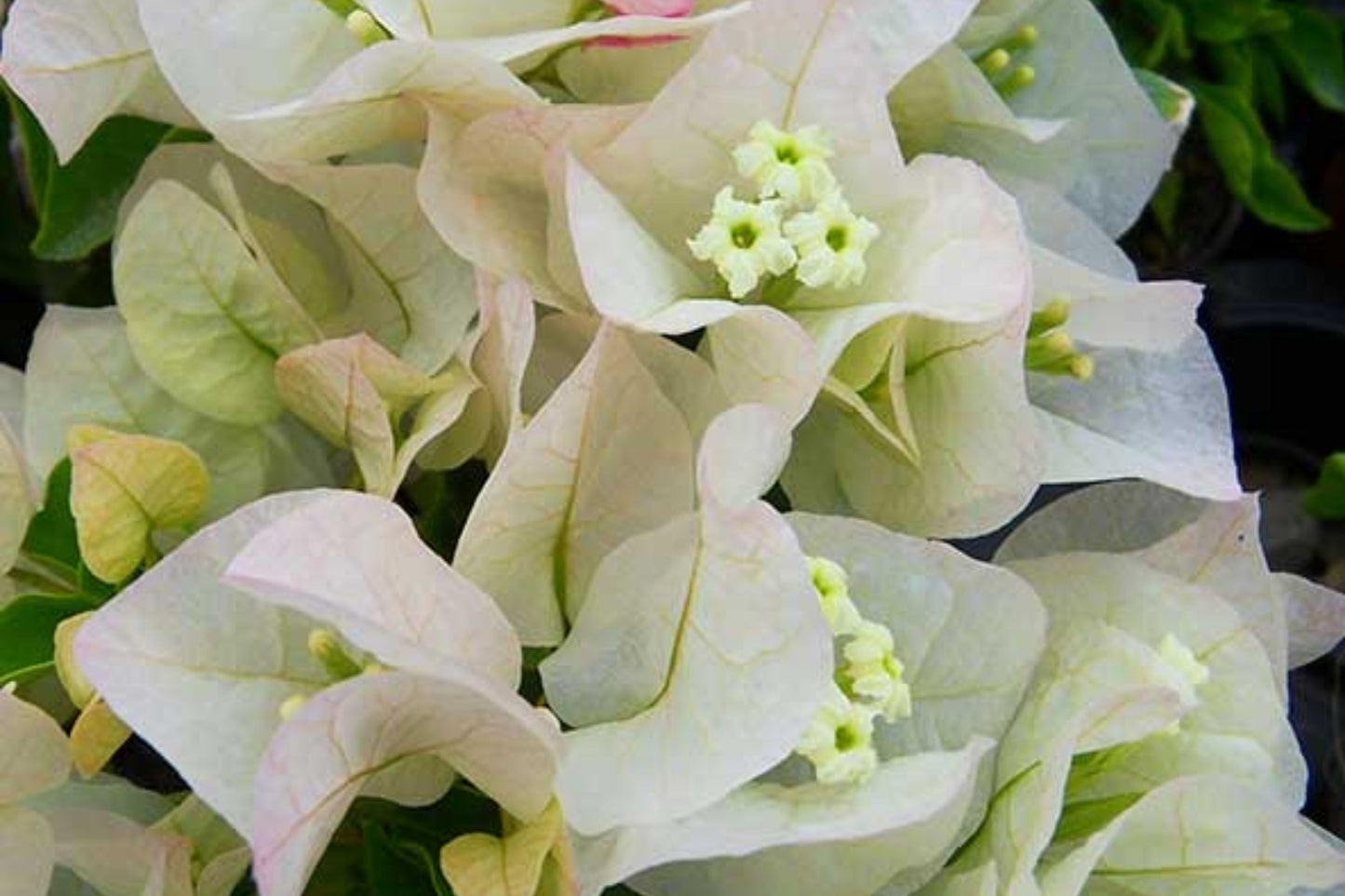 Vera White Bougainvillea | Small Well-Rooted Starter Plant