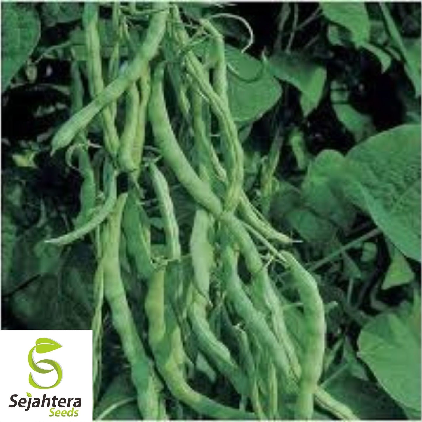 Kentucky Wonder Pole Bean Seeds 50 Ct | Heirloom Vegetable NON-GMO USA