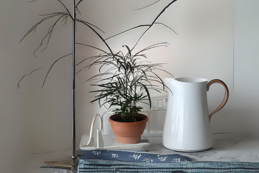 False Aralia Plant in 5 Gallon Pot - Plerandra elegantissima - Tropical Indoor Foliage for Home and Garden Decor