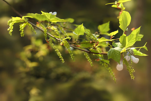 Honsh_ Snake Bark Maple (Acer rufinerve)