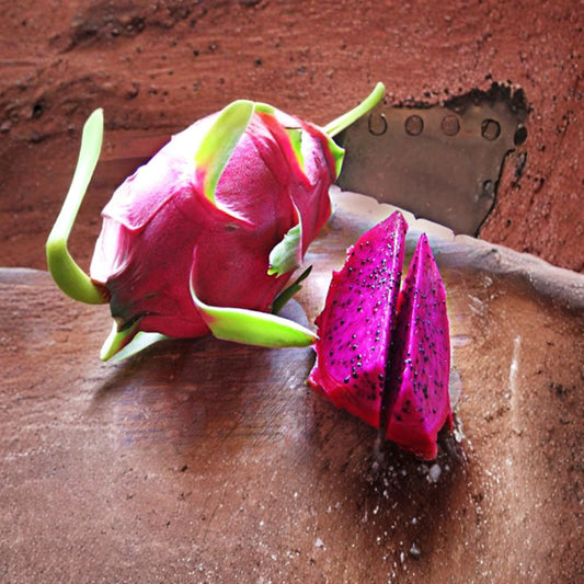 Dragon Fruit ‘American Beauty’ Live Pitaya Plant | 1–2 Feet Tall | Shipped in 1 Gallon Pot  Bright Pink Flesh | Sweet & Juicy | Night-Blooming White Flowers