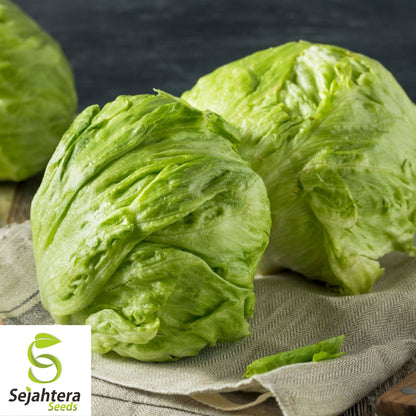 Iceberg Lettuce Seeds 600+ | Crisphead Heirloom NON-GMO Vegetable Garden USA