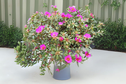 Purple Portulaca Plant in 6in Pot - Moss Rose, Drought-Tolerant Ground Cover - Portulaca grandiflora