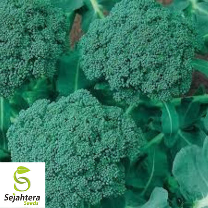 Waltham 29 Broccoli Seeds - 25+ Heirloom, Organic, Non-GMO & Fresh