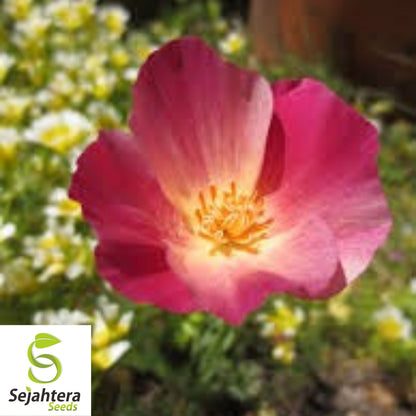 Carmine King California Poppy Seeds 250+ | Eschscholzia californica Flower