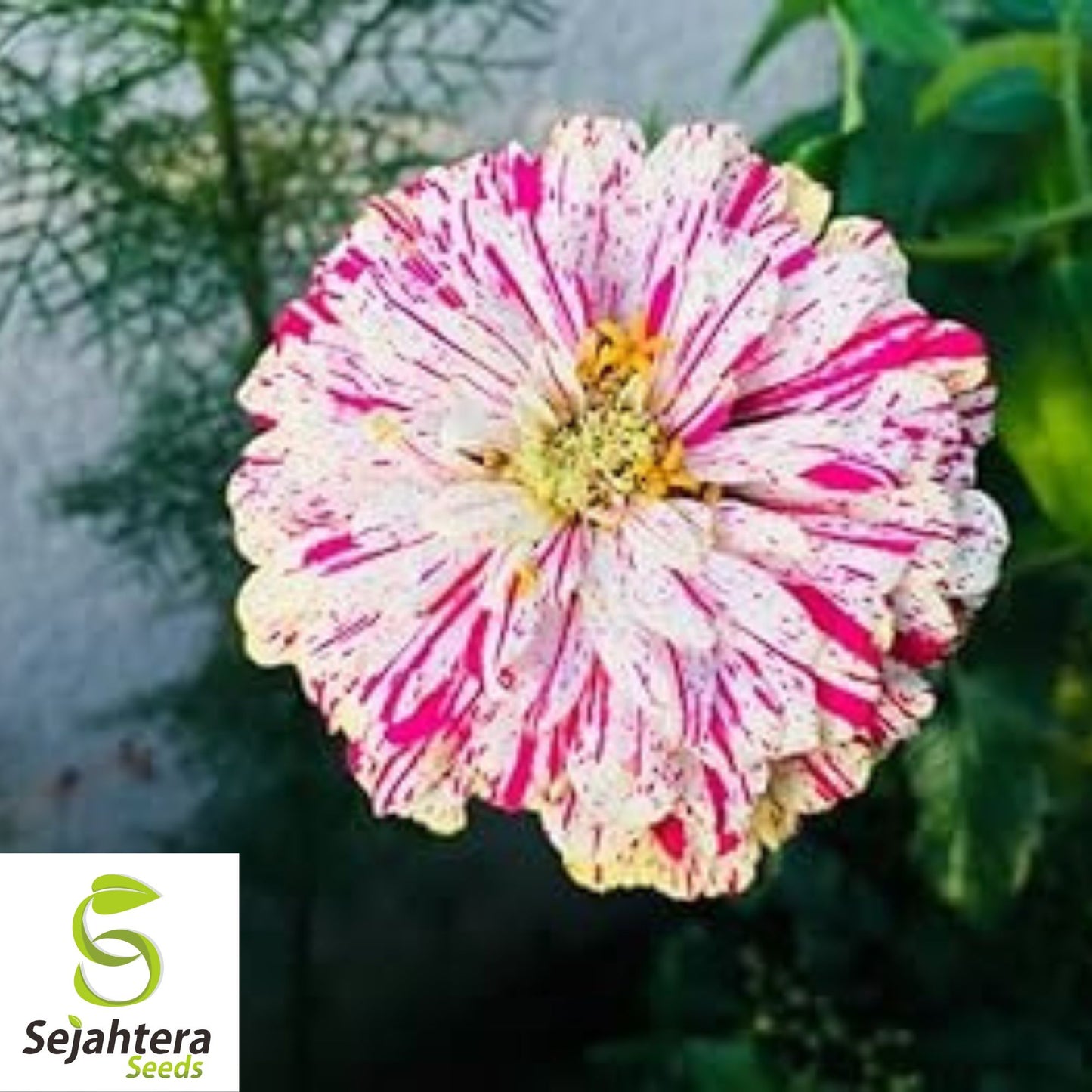 100+ Peppermint Stick Zinnia Seeds - Zinnia Elegans, Striped Annual Blooms