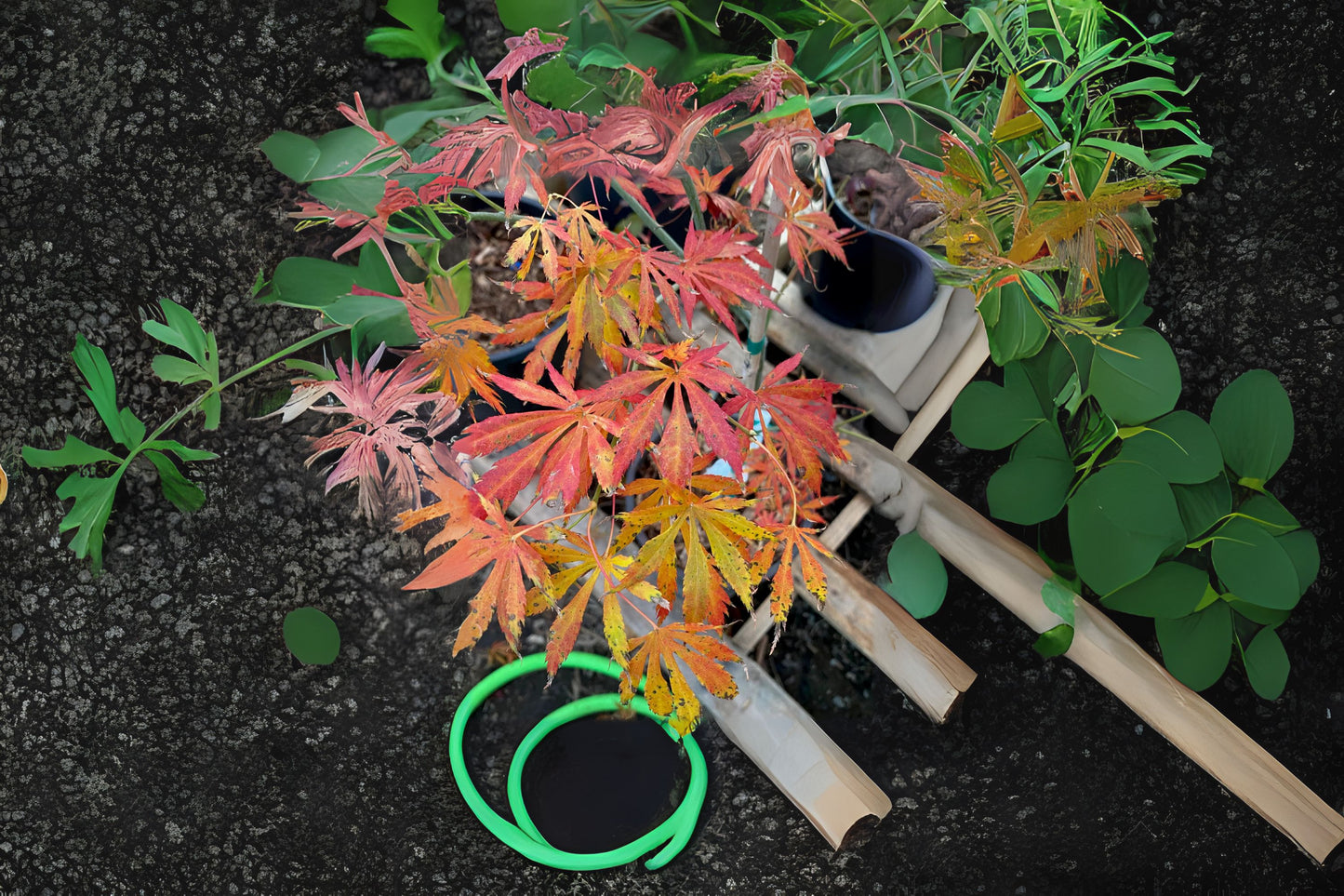 Omurayama Japanese Maple (Acer palmatum ssp. matsumurae 'Omurayama' dry seed)
