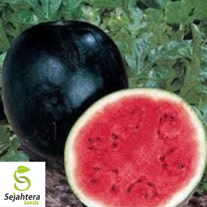 Sugar Baby Watermelon Seeds - 50+ Heirloom - Super Sweet & Non-GMO