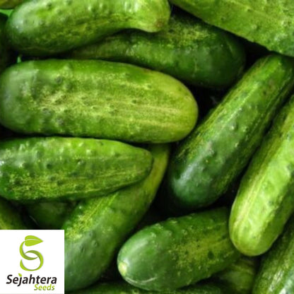Carolina Cucumber Seeds 60+ | Pickling Vegetable Garden NON-GMO USA