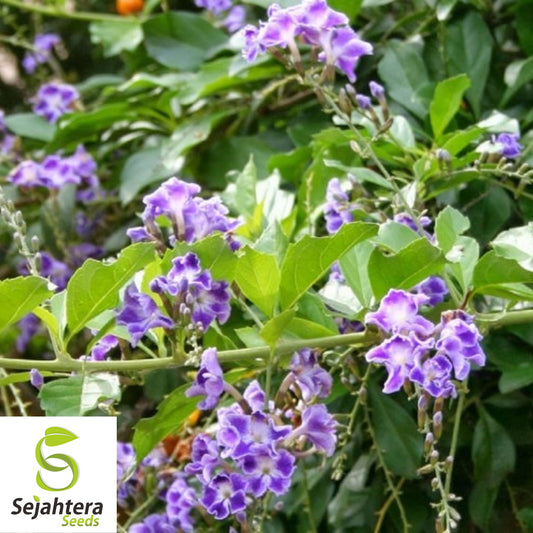 10+ Sky Flower Seeds - Duranta Repens, Ornamental Shrub, Fast-Growing, Non-GMO