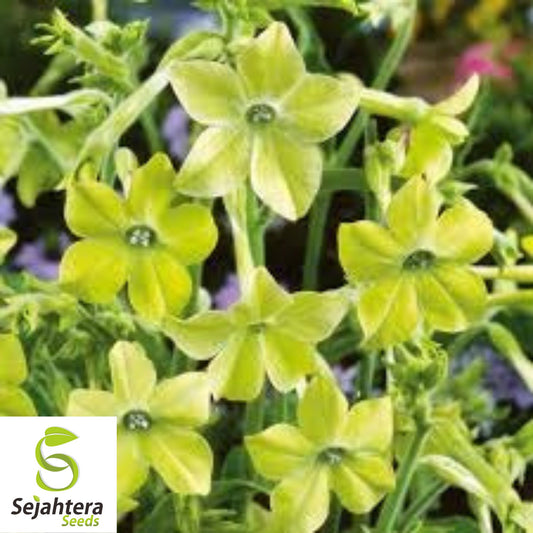 200+ Nicotiana Lime Green Seeds {Nicotiana alata} - Attracts Hummingbirds