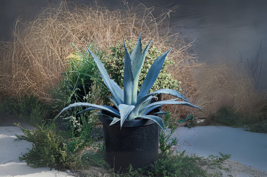 Blue Agave Small Plant - 5 to 6 Inches - Bare Root - Agave tequilana