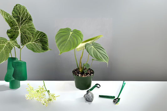 Philodendron McDowell in 14" Pot | Tropical Houseplant | Philodendron McDowell