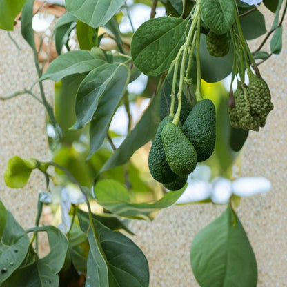 Avocado Tree Seedling – Persea americana Live Plant | Approximately 15 Inches Tall | No Pot (Bare Root Wrapped)  Tropical Fruit Starter | Lightweight Shipping | Ready to Plant