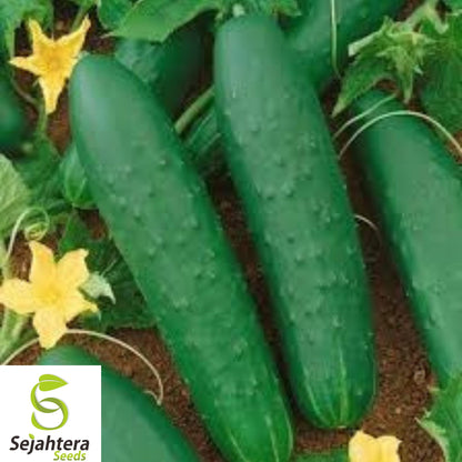 100+ Double Yield Cucumber Seeds - Heirloom, Organic, Non-GMO, High-Yield & Fresh